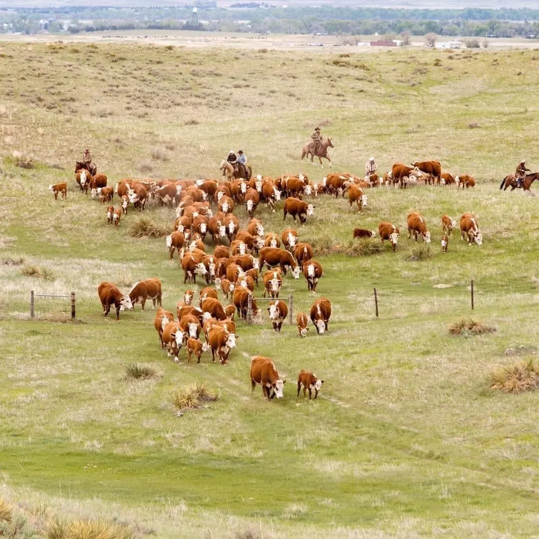 Pasture