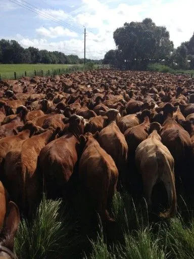 Herd of cattle in the paddock