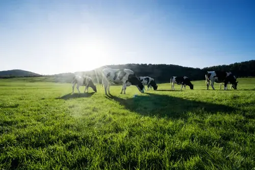 Green pastures under a wide Rift Valley sky