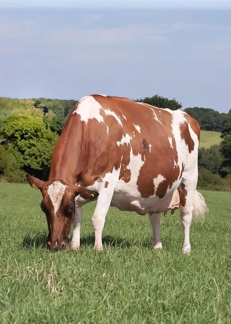 Ayrshire dairy cow grazing