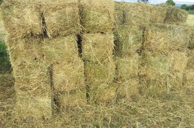 Boma Rhodes Hay