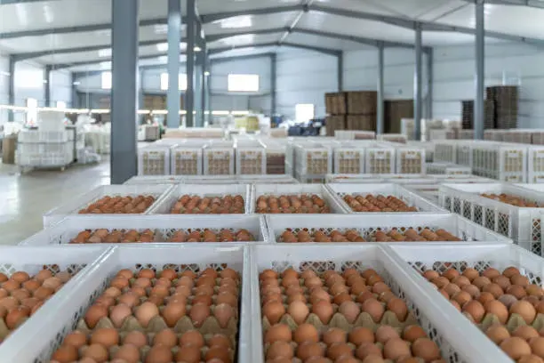 Big Eggs