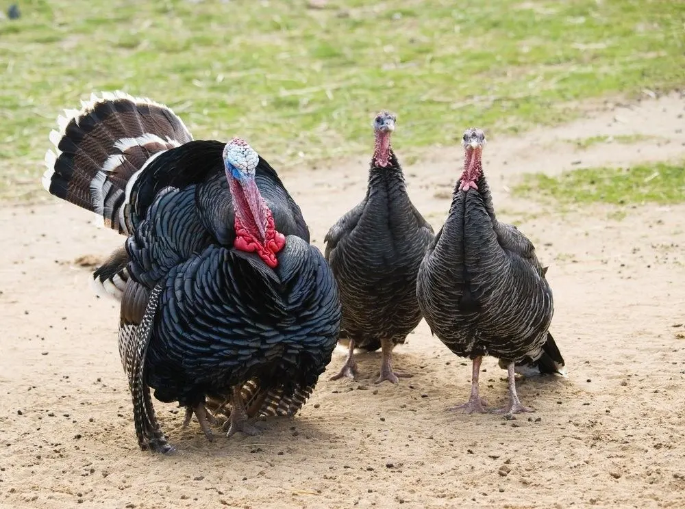 Bronze Turkey