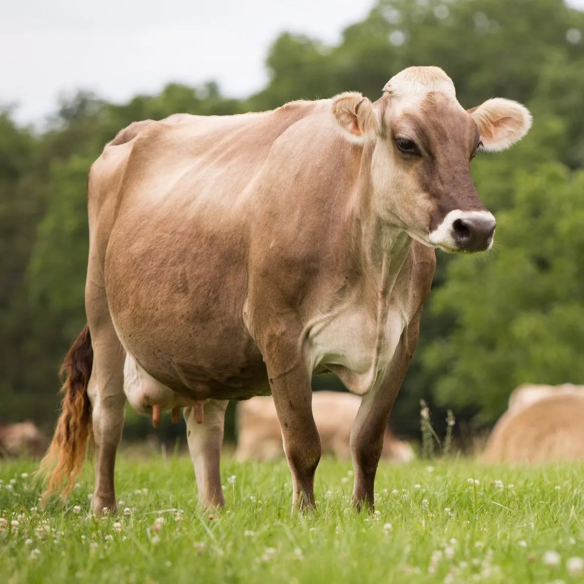 Brown Swiss cow in the paddock
