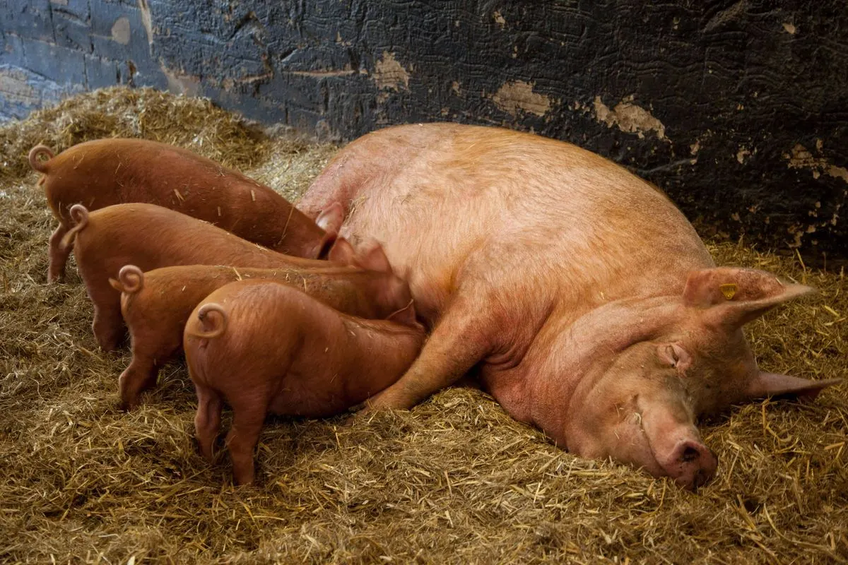 Duroc Pigs