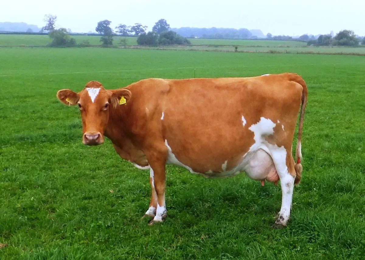 Guernsey