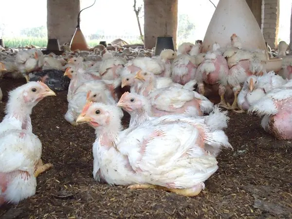 Hubbard Broilers
