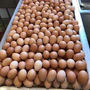Incubating Eggs