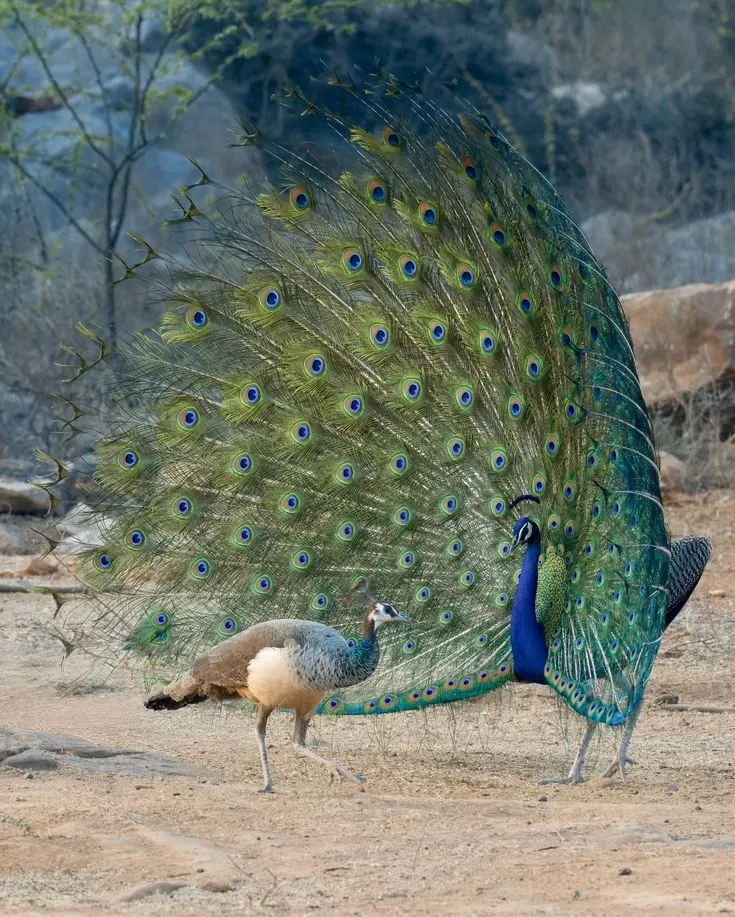 Indian Peafowl