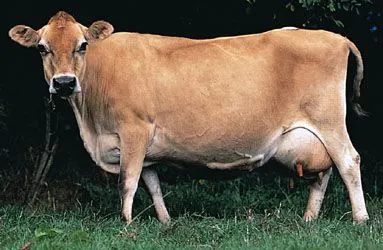 Jersey