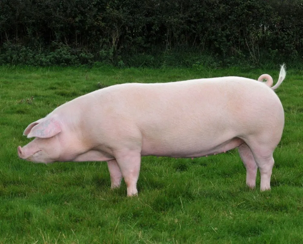 Large White Pigs