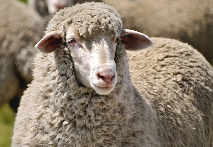 Merino Sheep