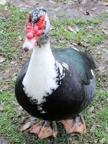 Muscovy Duck