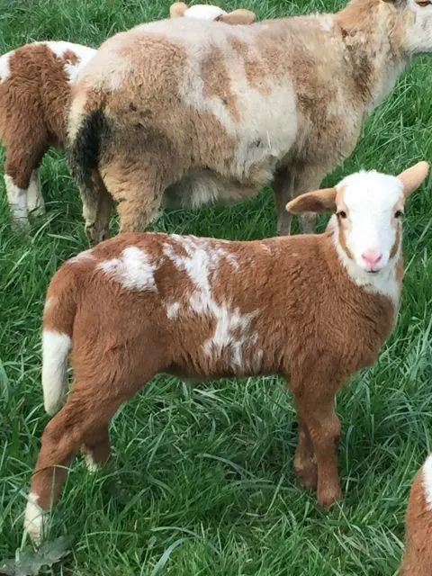 Red Masai Sheep