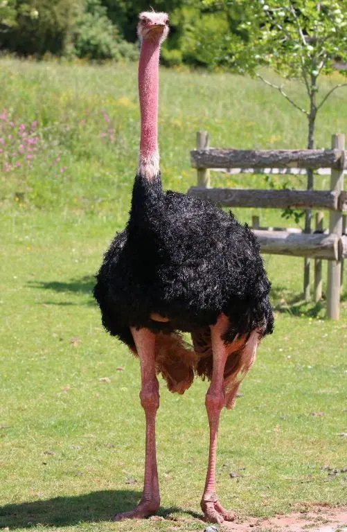 Red Neck Ostrich