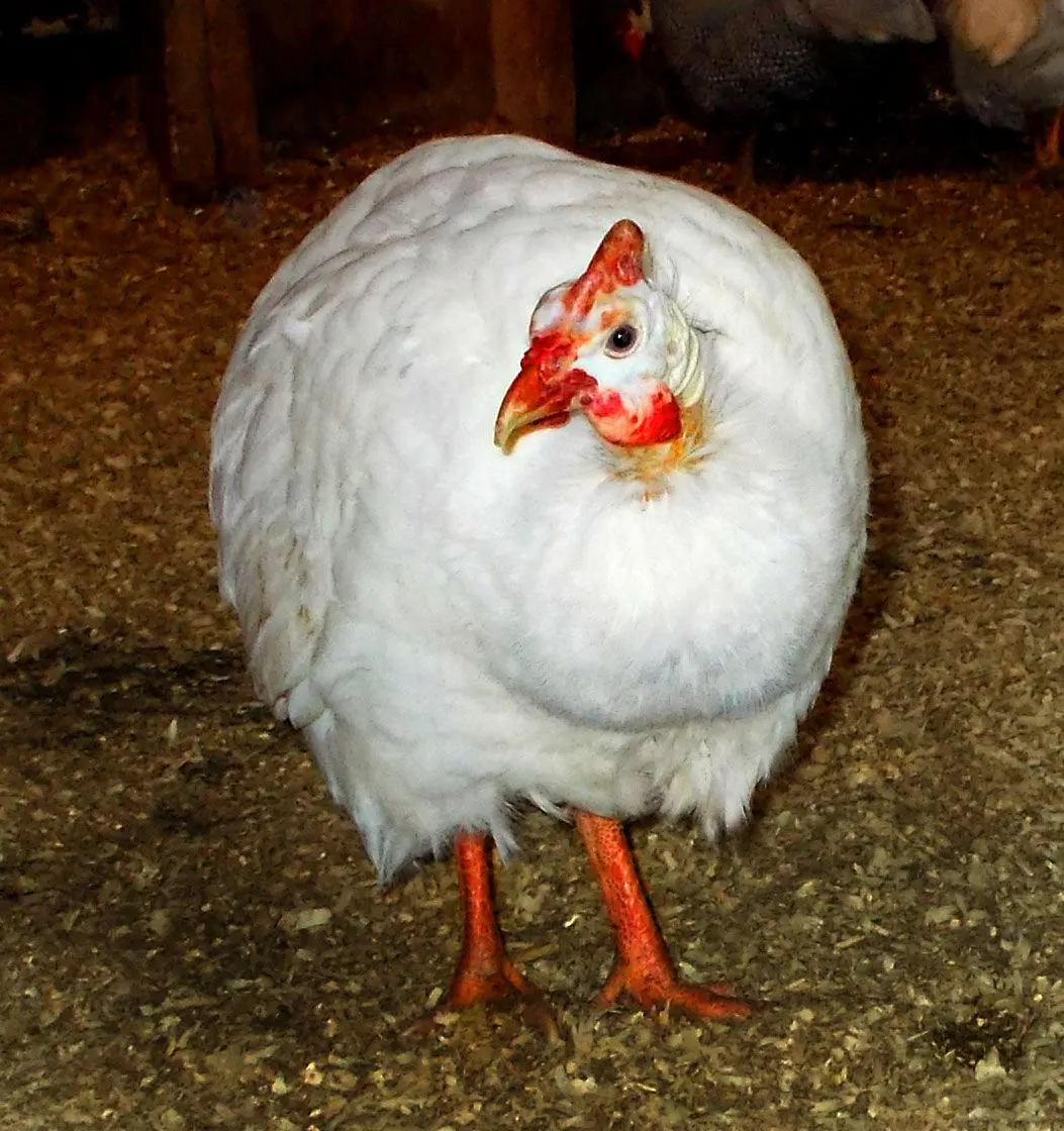 White Breasted Guinea Fowl