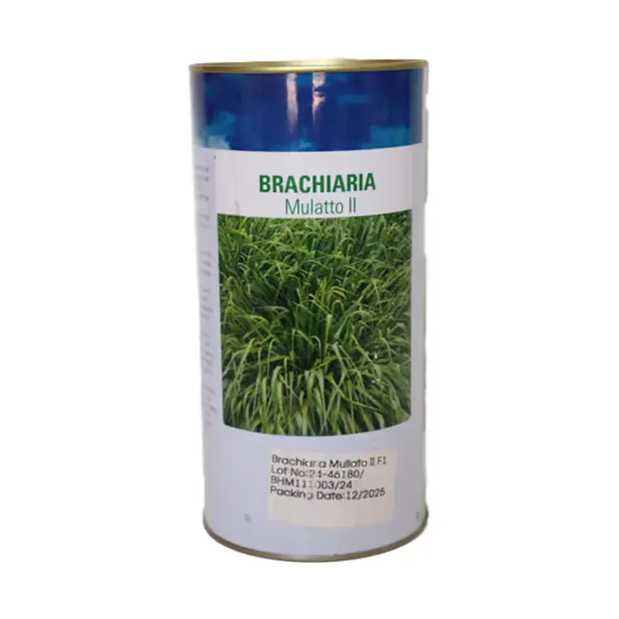 Brachiaria Mulato II Pasture Seed